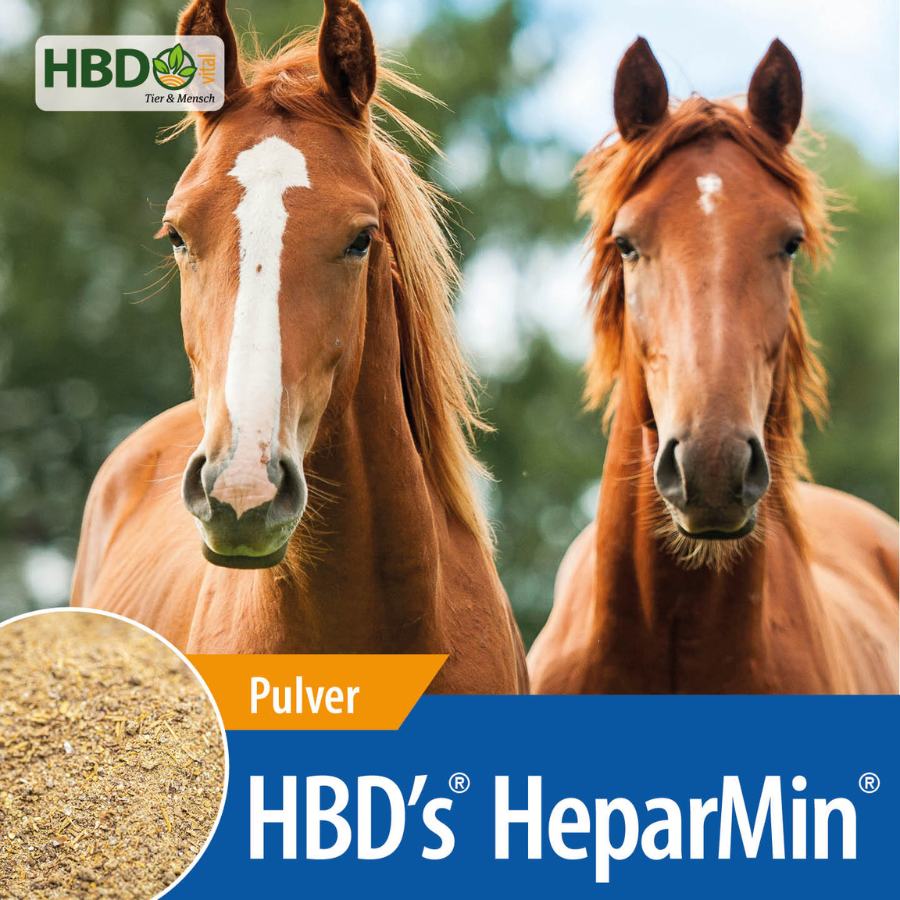 HBD’s® HeparMin® - Unterstützung für Muskulatur und Entgiftung Pferd Shopbild für HBD’s HeparMin dem Zusatzfutter für Muskulatur und Entgiftung von Pferden - Das Bild zeigt den Produktnamen sowie den Hinweis, dass es sich um ein Pulver handelt. Zwei braune Pferde sind zu sehen.