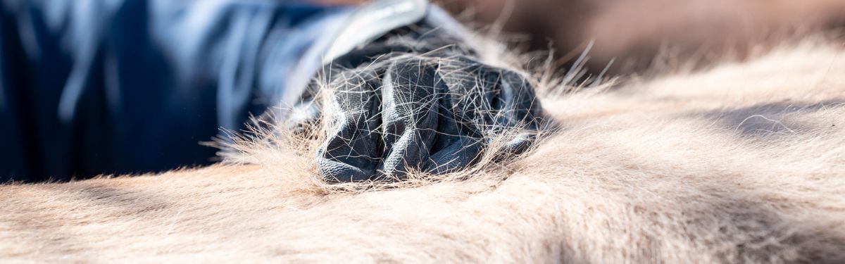 Blogbeitrag Fellwechsel beim Pferd Der Rücken eines Pferdes und eine menschliche Hand die Büschel an Haaren entfernt.