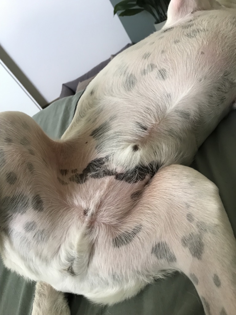 Hund Fido mit allergischen ausschlag am Bauch