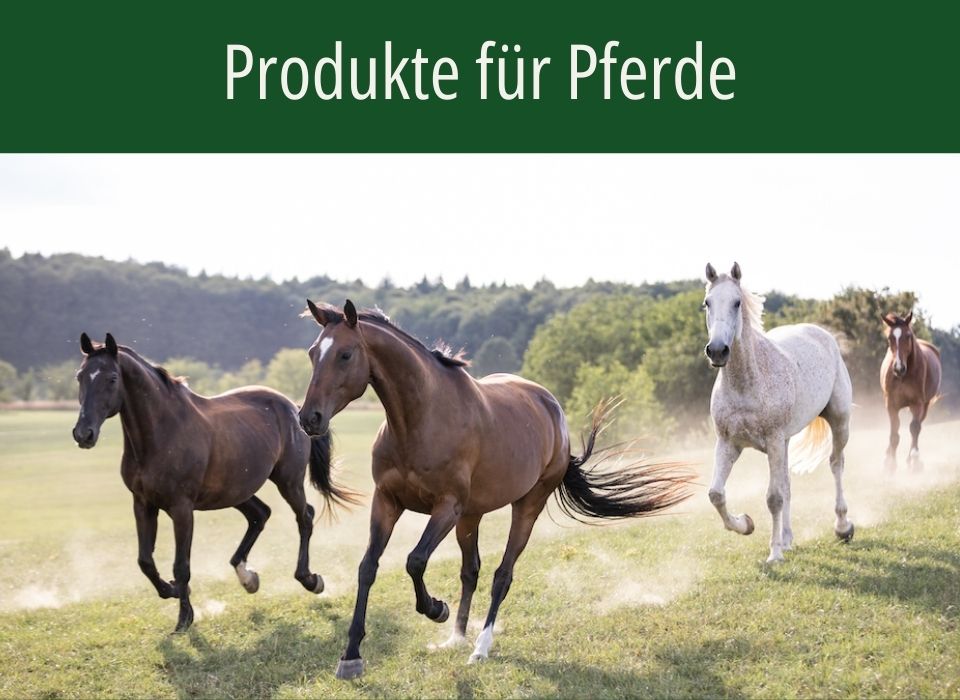 Produkte für Pferde von HBD Vier Pferde galoppieren über eine Weide