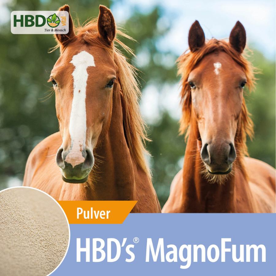 HBD’s® MagnoFum - organisch gebundenes Magnesium für Pferde Shopbild für HBD’s MagnoFum dem hochbioverfügbarem Magnesiumpräparat - Das Bild zeigt den Produktnamen sowie den Hinweis, dass es sich um ein Pulver handelt. Zwei braune Pferde sind zu sehen.