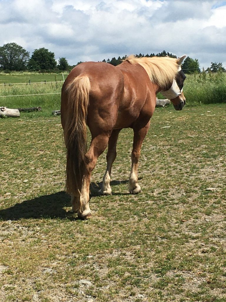 Haflingerstute Dusty auf der Weide mit glänzendem Fell
