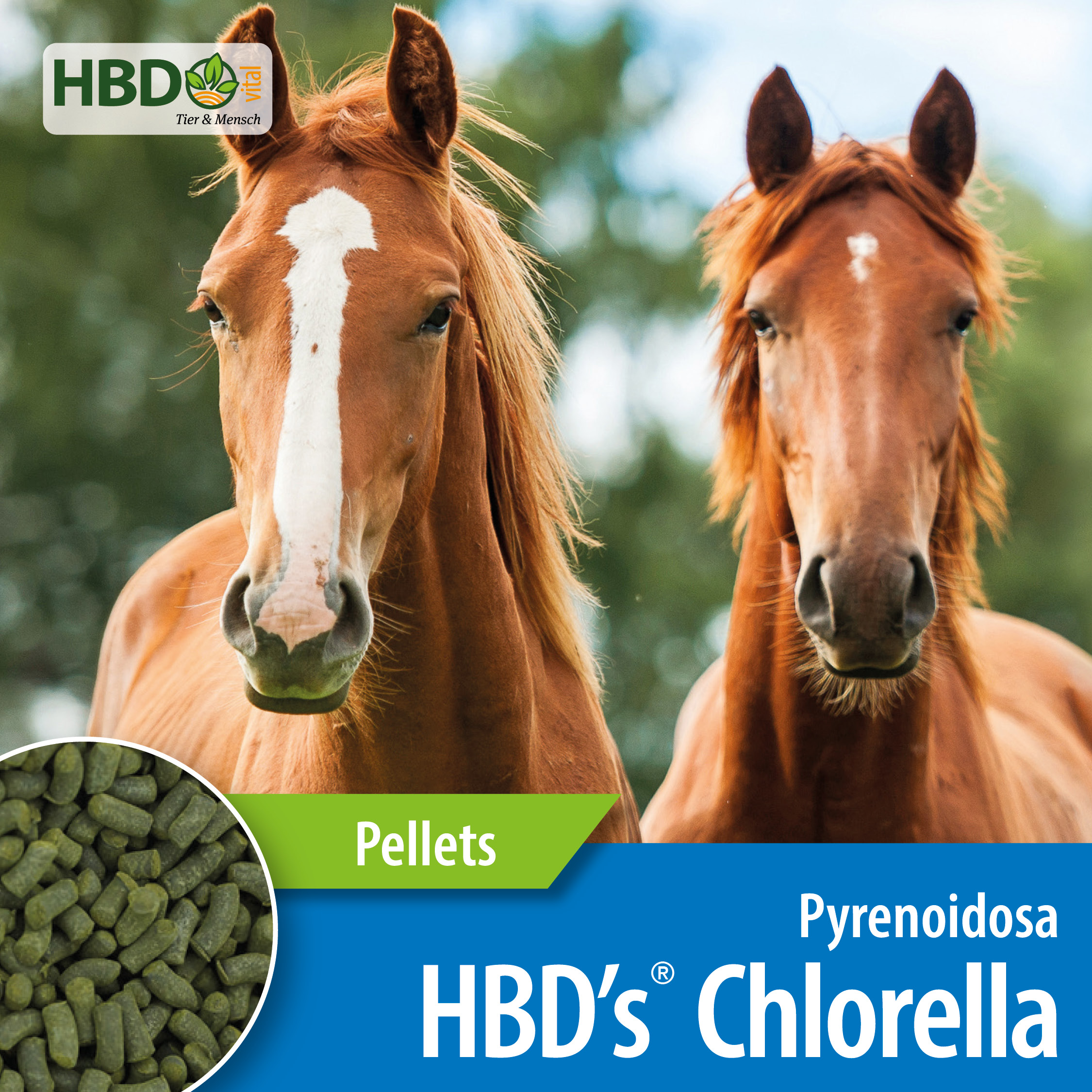 HBD’s® Chlorella Pyrenoidosa