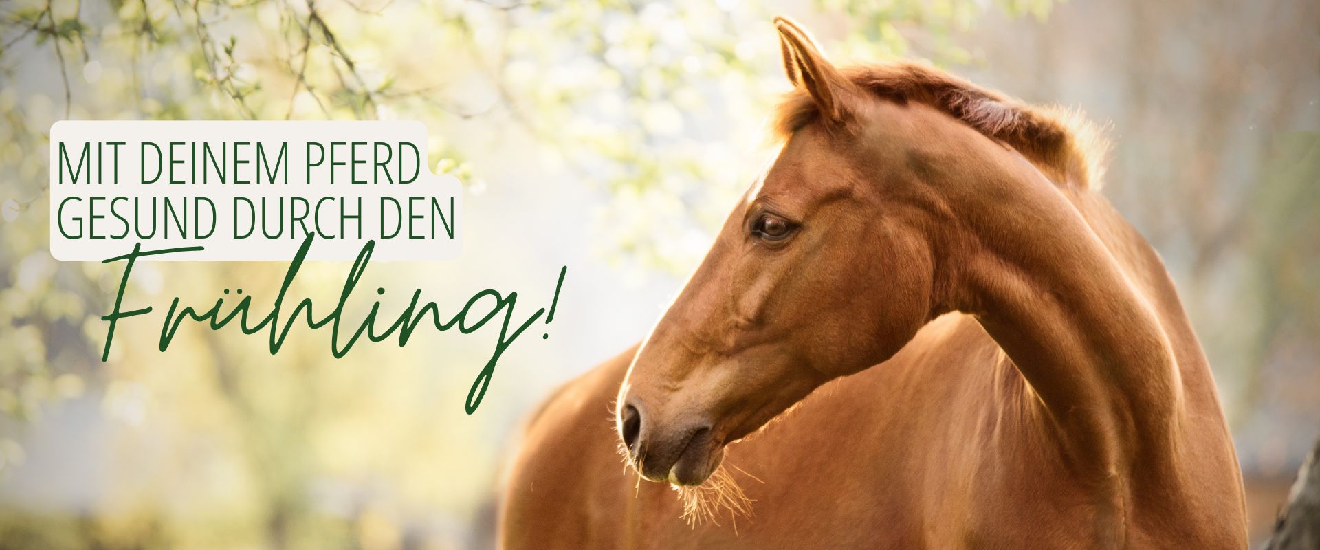 Mit deinem Pferd gesund durch den Frühling Grafik mit einem Foto von einem Pferd in frühlingshafter Umgebung und dem Text "mit deinem Pferd gesund durch den Frühling"