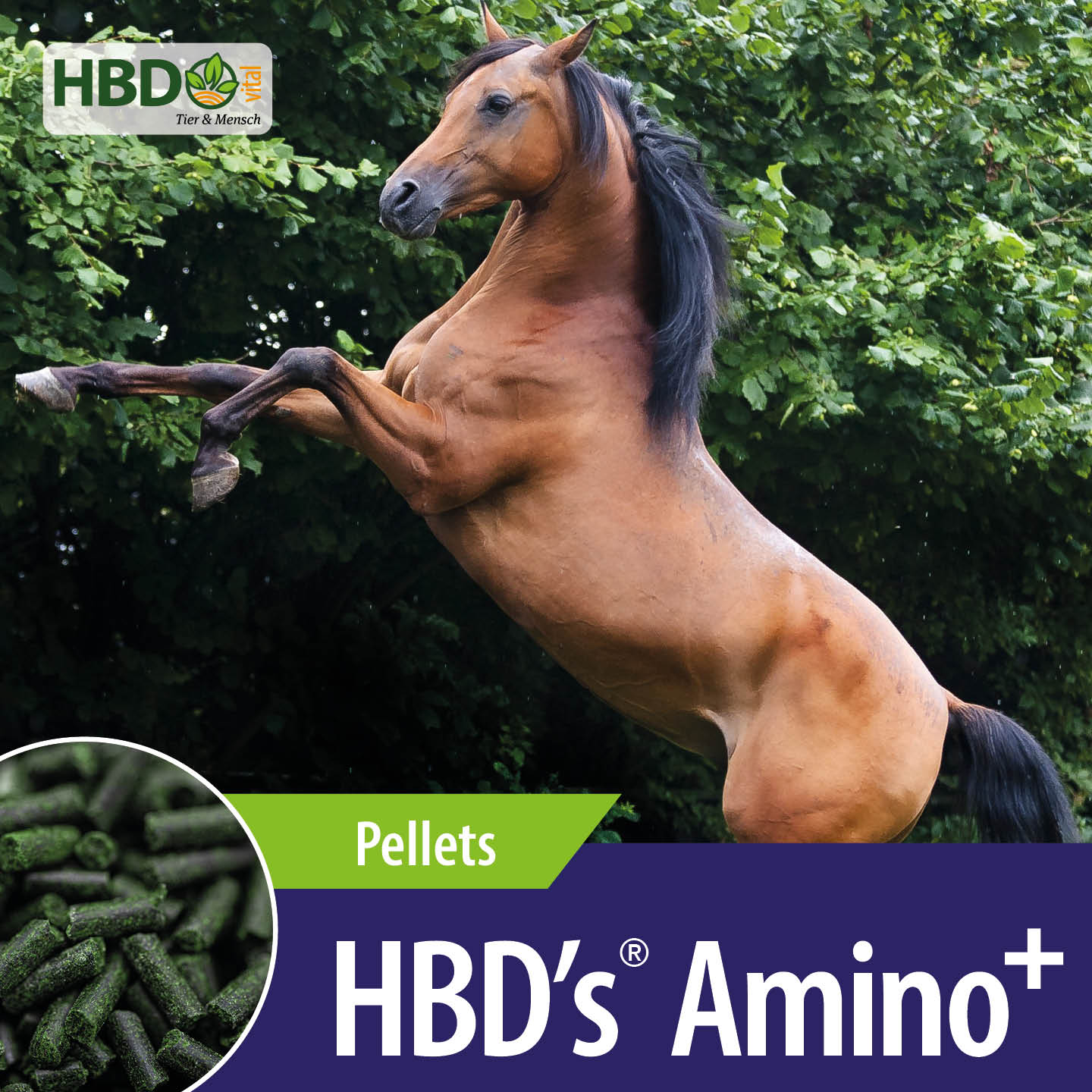 HBD’s Amino+ Pellets für Pferde - Bild zeigt deutlich den Produktnamen und die Information, dass es sich um Pellets handelt, sowie ein steigendes braunes Pferd.