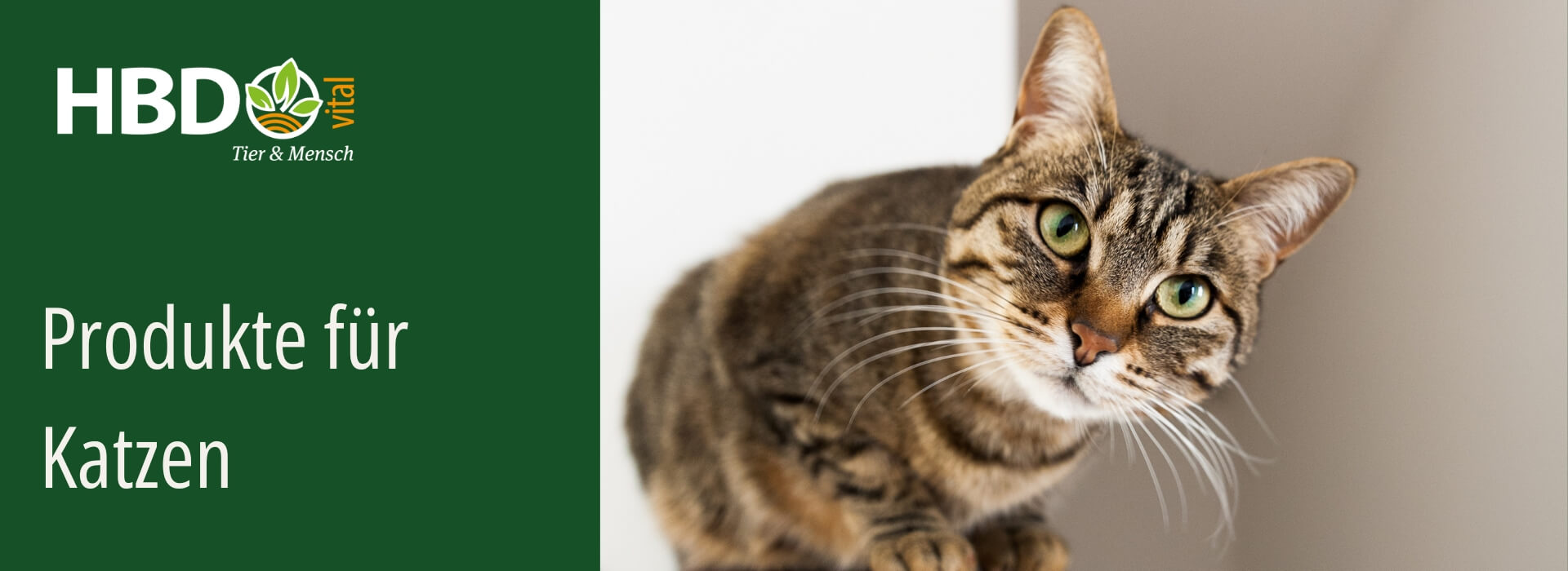 Katzenprodukte von HBD Eine getigerte Katze