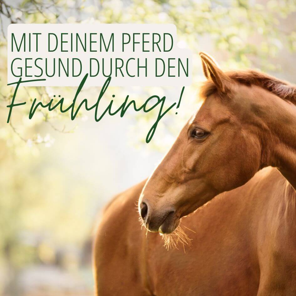 Mit deinem Pferd gesund durch den Frühling Grafik mit einem Foto von einem Pferd in frühlingshafter Umgebung und dem Text "mit deinem Pferd gesund durch den Frühling"