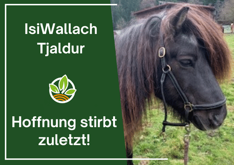 Isi Wallach Tjaldur ein braunes Pony mit Geschirr auf der Wiese
