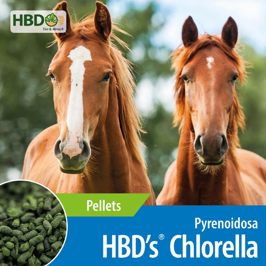 HBD’s® Chlorella für Pferde Shopbild Shopbild für HBD's Chlorella zur Entgiftung & Vitalisierung für Pferde - Das Bild zeigt den Produktnamen sowie den Hinweis, dass es sich um Pellets handelt. Zwei hellbraune Pferdeköpfe schauen frontal in die Kamera.