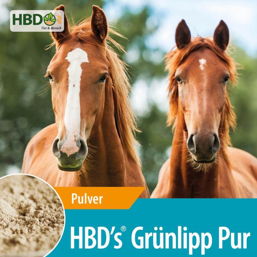 HBD’s® GrünlippPur - Unterstützung für Bänder, Sehnen und Knorpel für Tiere Shopbild für HBD’s Gruenlipp Pur mit entölter neuseeländischer Grünlippmuschel - Das Bild zeigt den Produktnamen sowie den Hinweis, dass es sich um ein Pulver handelt. Zwei braune Pferde sind zu sehen.