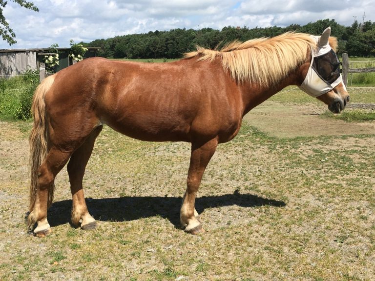 Haflinger Stute Dusty auf der Koppel nach 4 Wochen mit glänzendem Fell und guter Figur