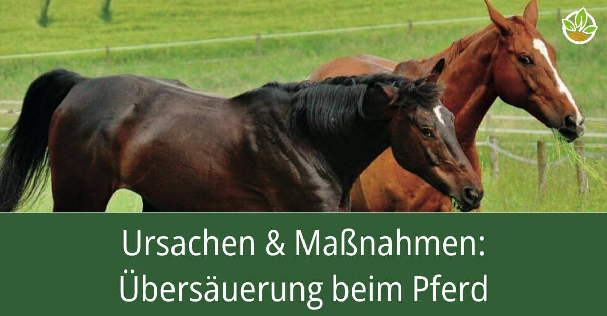 Zwei Pferde auf einer Wiese mit dem Titel: Ursachen & Maßnahmen: Übersäuerung beim Pferd