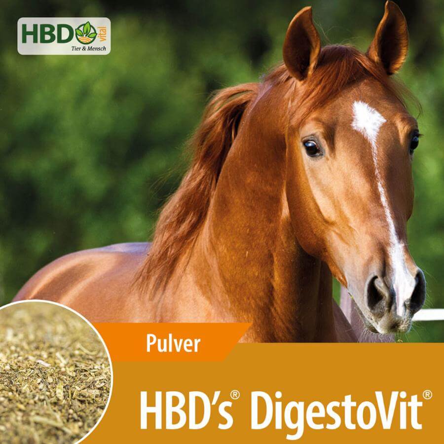 HBD‘s® DigestoVit Schadkeimbinder für Pferde - Darmkur Shopbild für HBD's DigestoVit der Darmkur zur Bindung von Keimen im Dickdarm für Pferde - Das Bild zeigt den Produktnamen sowie den Hinweis, dass es sich um ein Pulver handelt. Es ist ein braunes Pferd zu sehen.
