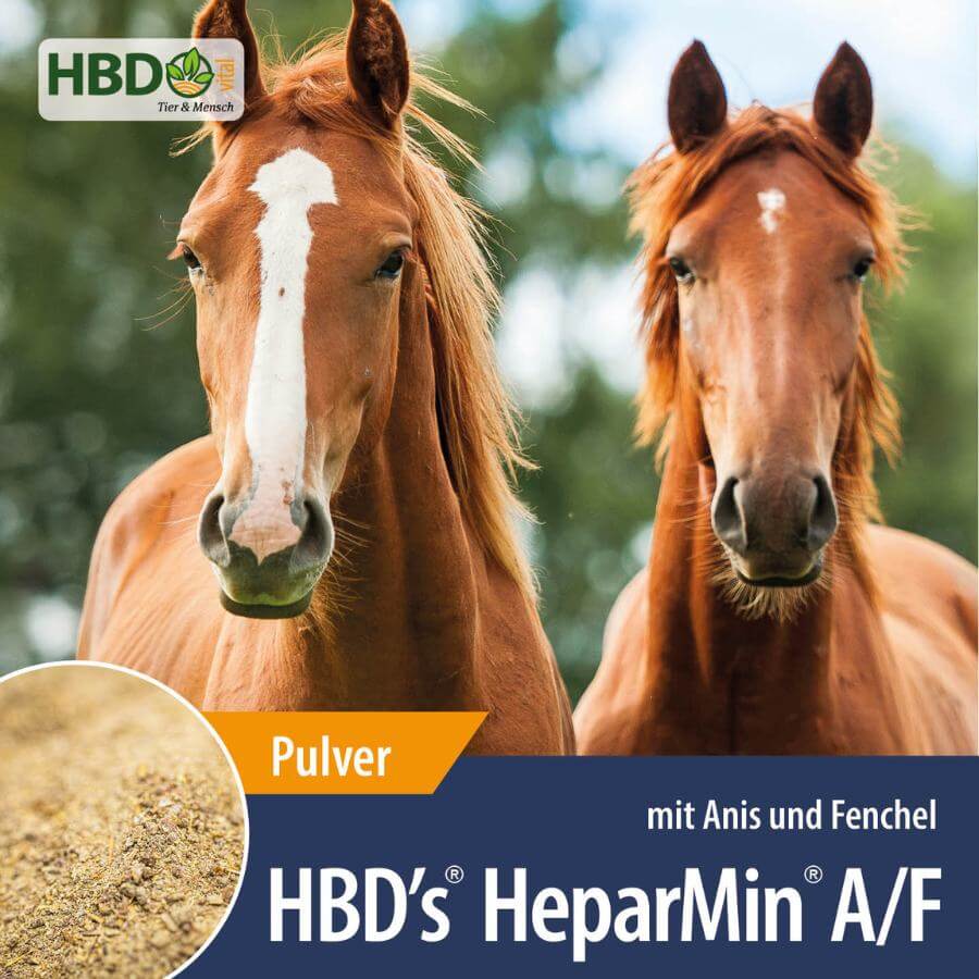 HBD’s® HeparMin® A/F - Zusatzfutter für Muskulatur und Entgiftung Pferd Shopbild für HBD’s HeparMin A/F - Zusatzfutter zur Unterstützung der Muskulatur und Entgiftung bei Pferden, zeigt den Produktnamen sowie den Hinweis, dass es sich um ein Pulver handelt und Anis und Fenchel beinhaltet. Zwei braune Pferde sind zu sehen.