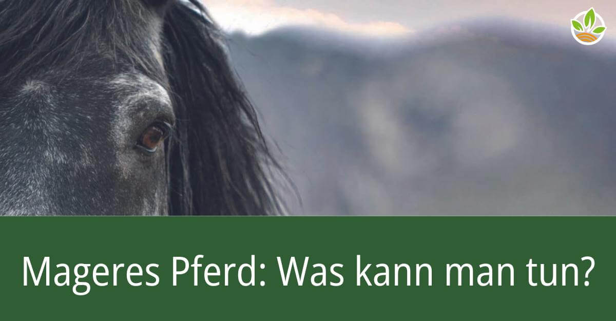 Ein Nahaufnahme von einem Pferdekopf mit dem Text "Mageres Pferd: Was kann man tun?". Der Fachbericht behandelt die Ursachen und Maßnahmen für abgemagerte Pferde, inklusive Ernährungs- und Fütterungstipps