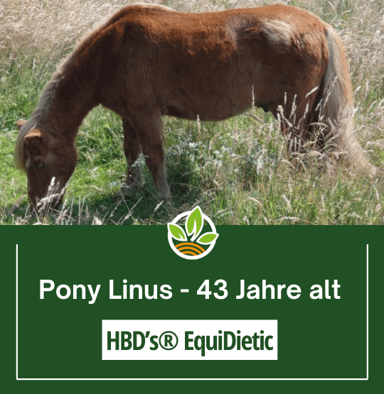 braunes Pony Linus beim Gras fressen auf der Weide 