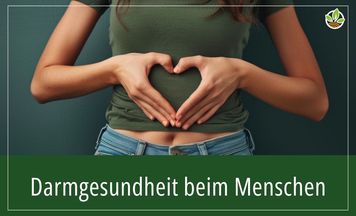 Eine Frau die ihre Hände in Herzform vor ihren Bauch hält. Mit dem Text des Blogbeitragtitels: Darmgesundheit beim Menschen