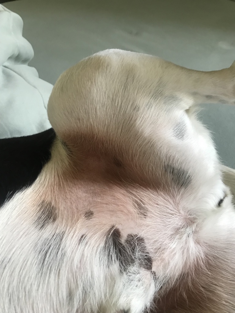 Hund Fido Symptome und Ausschlag am Bauch