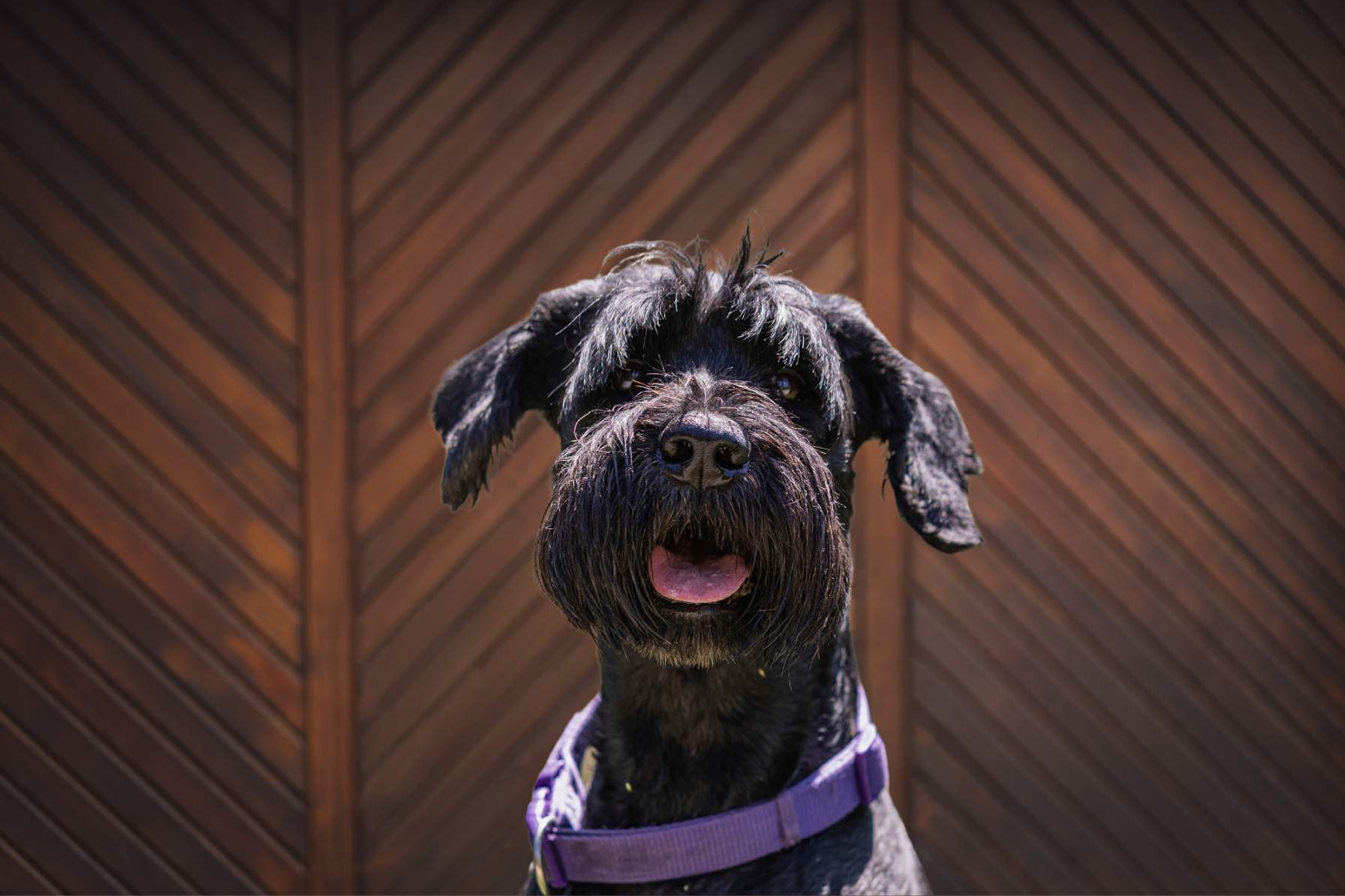 Feel-Good-Managerin Luise HBD’s Feel-Good-Managerin Luise, eine Riesenschnauzerdame und Hofhund