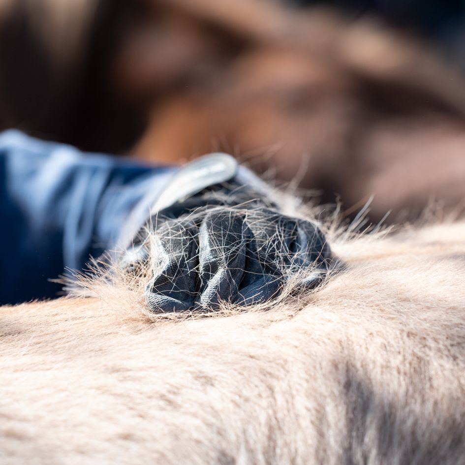 Blogbeitrag Fellwechsel beim Pferd Der Rücken eines Pferdes und eine menschliche Hand die Büschel an Haaren entfernt.