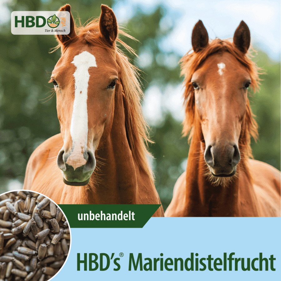 Shopbild für HBD’s Mariendistelfrucht - Das Bild zeigt den Produktnamen sowie den Hinweis, dass es sich um ein Granulat handelt. Zwei braune Pferde sind zu sehen, was das Produkt visuell ansprechend präsentiert und seine Verwendung für Pferde