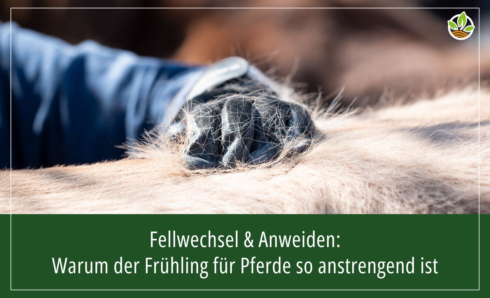 Cover für den Blogbeitrag Fellwechsel & Anweiden Pferd. Es ist ein sehr haariger Pferderücken zu sehen und eine menschliche Hand mit einem Handschuh.