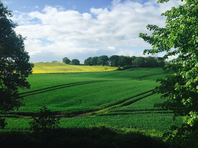 pexels-henry-ry-11313-58061 Weitläufige grüne Felder mit Bäumen im Hintergrund unter einem teilweise bewölkten blauen Himmel.