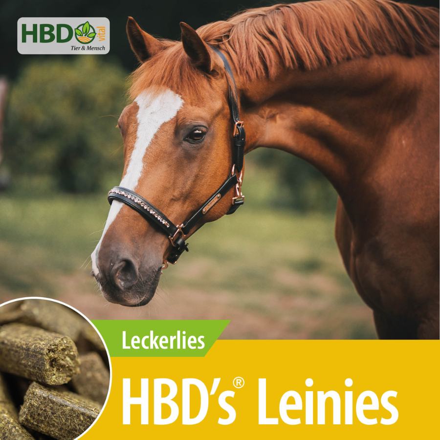 HBD’s® Leinies - Pferdeleckerlies Shopbild für HBD’s Leinies Leckerlies für Pferde - Das Bild zeigt den Produktnamen sowie den Hinweis, dass es sich um Leckerlies handelt. Ein braunes Pferd mit Halfter ist zu sehen.