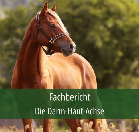 Fachbericht - Die Darm-Haut-Achse beim Pferd Ein braunes Pferd, das auf einer Weide vor vielen Bäumen steht. Der Titel vom Fachbericht: Die Darm-Haut-Achse