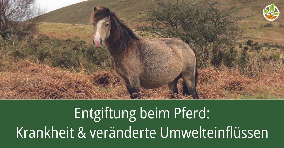 Ein Pferd in einer hügeligen Landschaft mit dem Titel: Entgiftung beim Pferd: Krankheit & veränderte Umwelteinflüsse