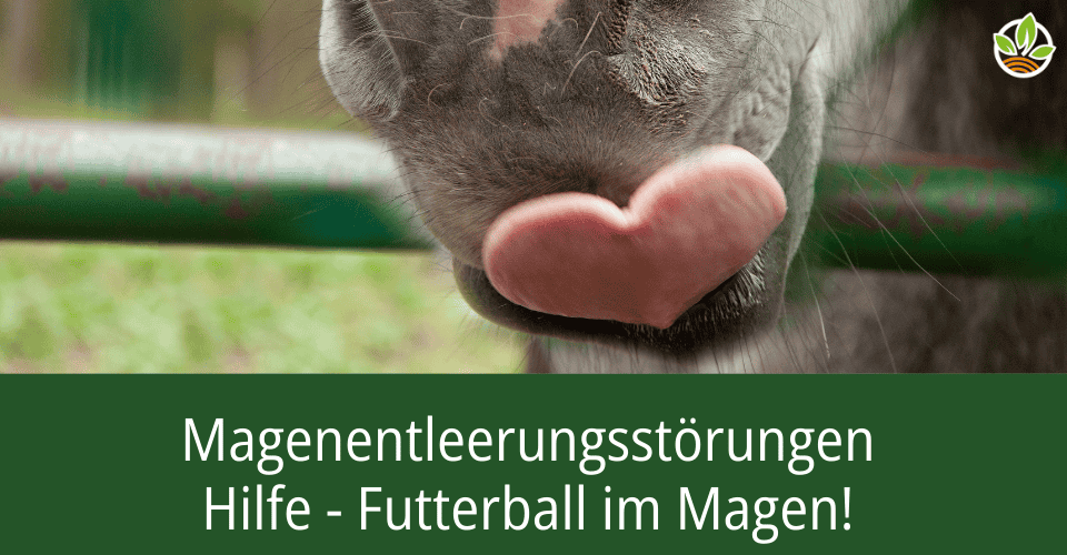 Das Cover des Fachberichts: Hilfe, Futterball im Magen! Magenentleerungsstoerung beim Pferd.