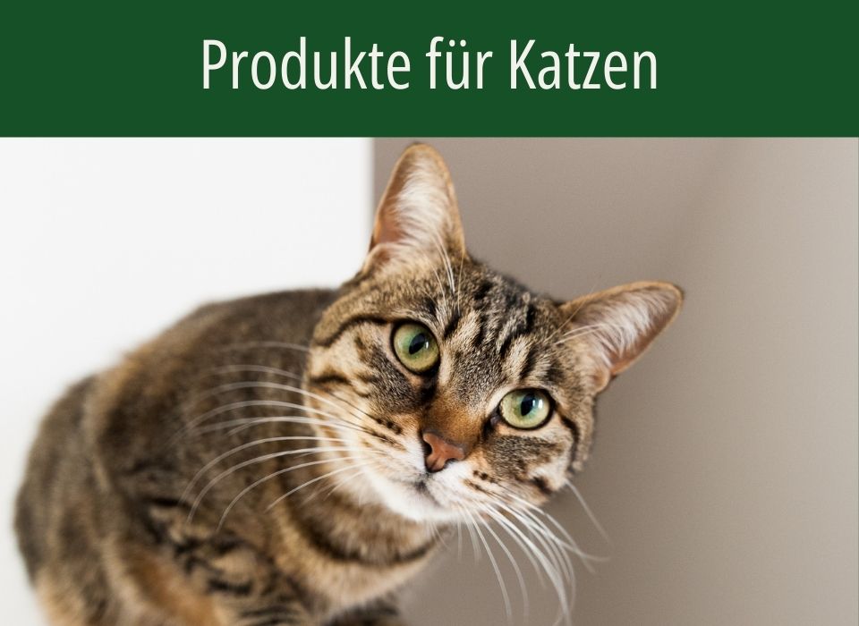 Katzenprodukte von HBD Eine getigerte Katze
