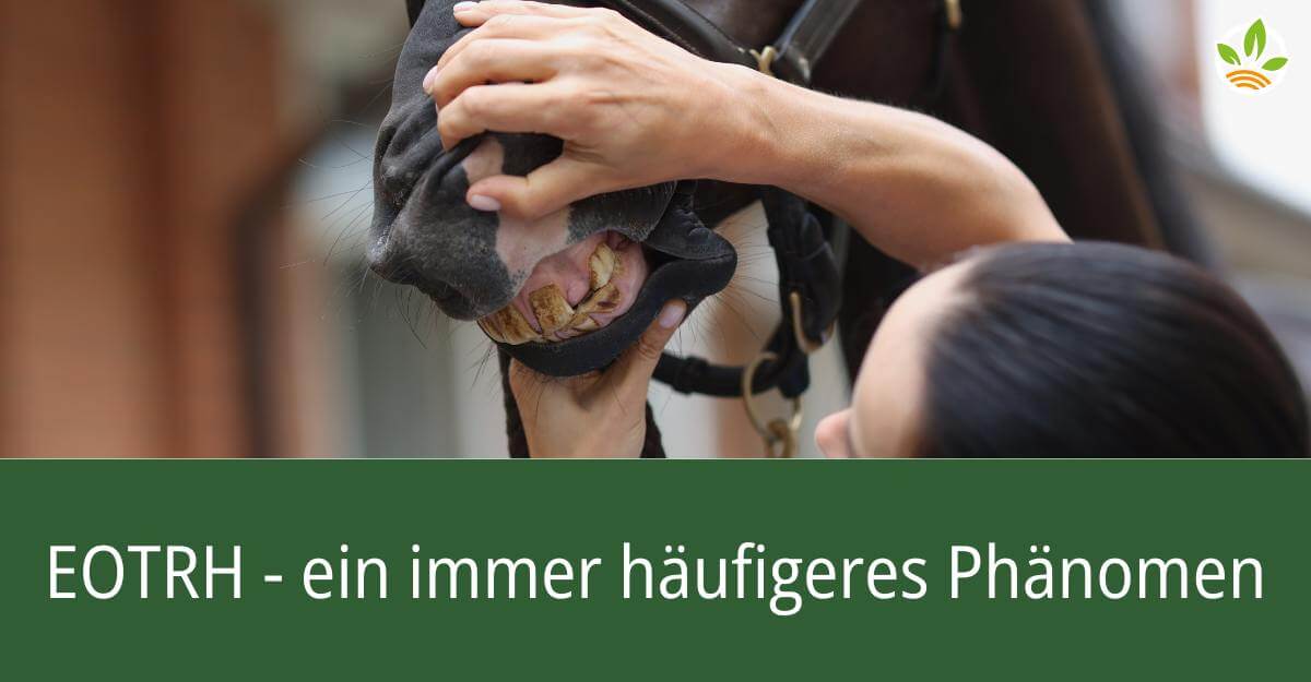 Nahaufnahme eines Pferdes, dessen Zähne untersucht werden, mit dem Titel: EOTRH – ein immer häufigeres Phänomen