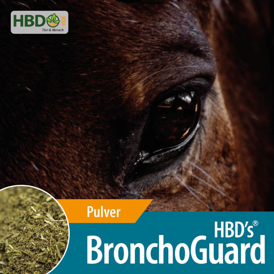 HBD’s® BronchoGuard Darmkur mit Atemwegskräutern für Pferde Shopbild Shopbild von HBD’s BronchoGuard der Darmkur für die Atemwege und das Immunsystem für Pferde - Das Bild zeigt den Produktnamen sowie den Hinweis, dass es sich um Pulver handelt und eine Nahaufnahme des Kopfes eines braunen Pferdes.